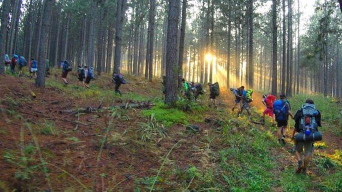 Pine Forest Cottage Sabie Ngoại thất bức ảnh
